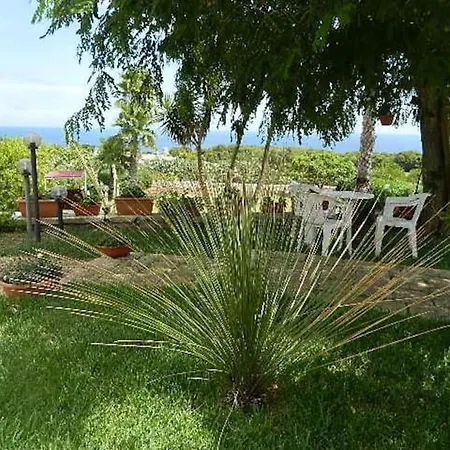 Cycas